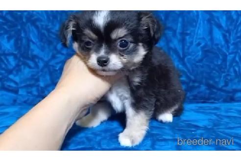 成約済の沖縄県のチワワ(ロングコート)-178574の2枚目